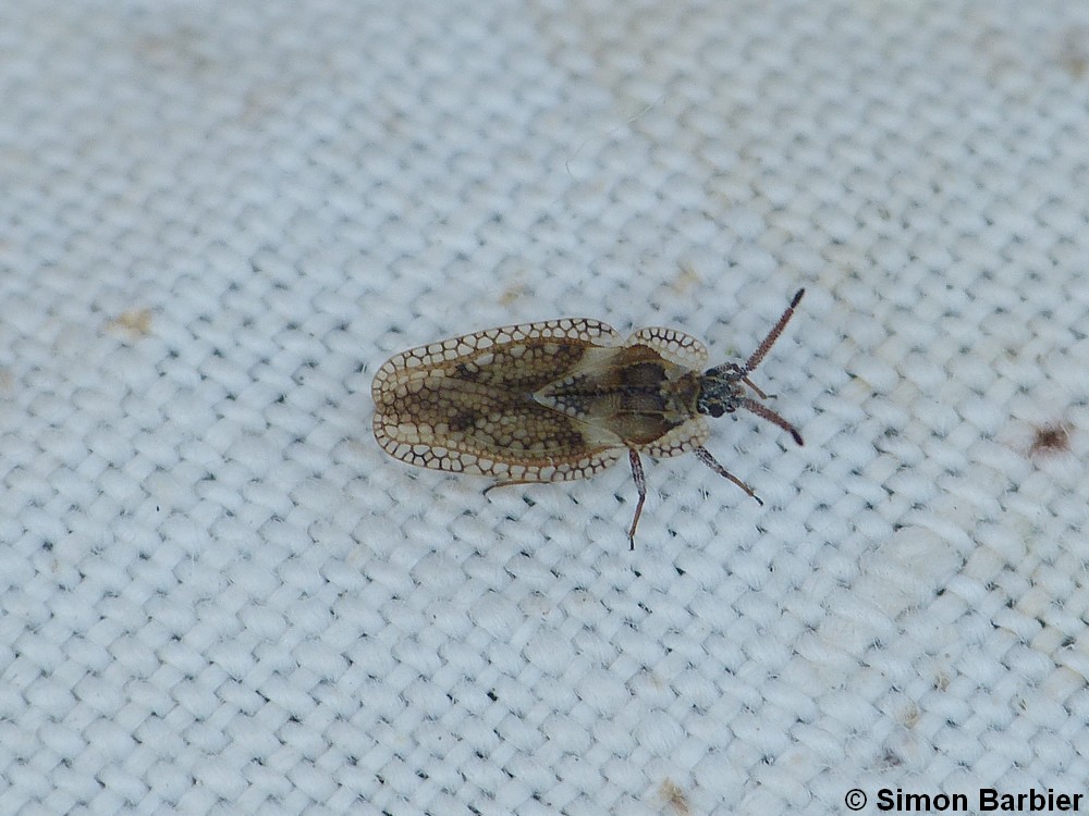 Dictyonota fuliginosa